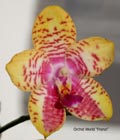 Phal Orchid World 
